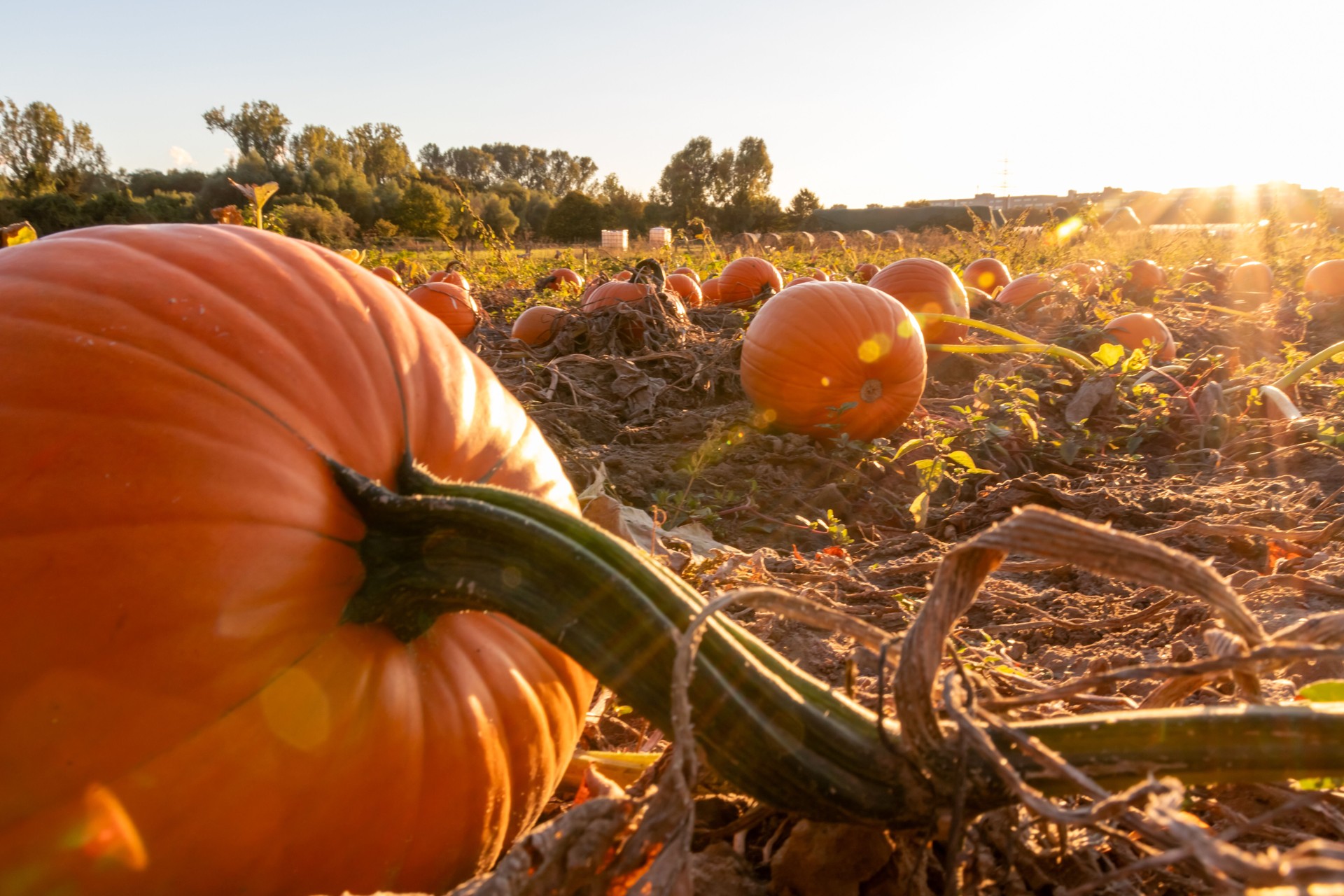 Organic pumpkin field in sunset in low angle view with many squash and halloween pumpkins for Thanksgiving or October autumn decoration in warm sunset glow with copy space and big pumpkins harvesting